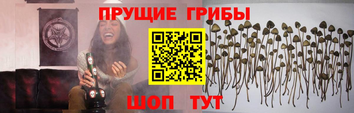 Шебекино  Галлюциногенные грибы Psilocybe  Вход с VPN  Псилоцибиновые грибы мухоморы 